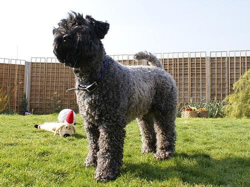 Kerryblue Terrier