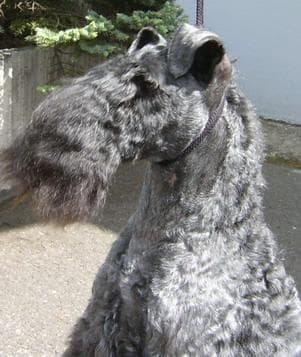 Kerryblue Terrier