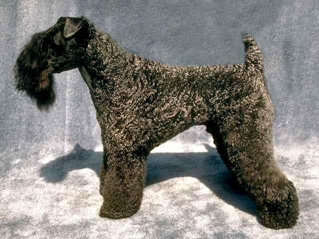 Kerryblue Terrier
