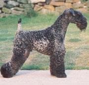 Kerryblue Terrier