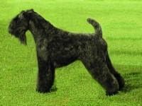 Kerryblue Terrier