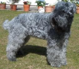 Kerryblue Terrier