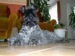 Kerryblue Terrier
