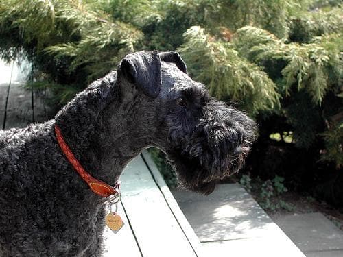 Kerryblue Terrier