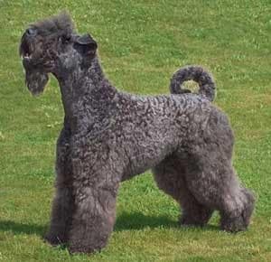 Kerryblue Terrier
