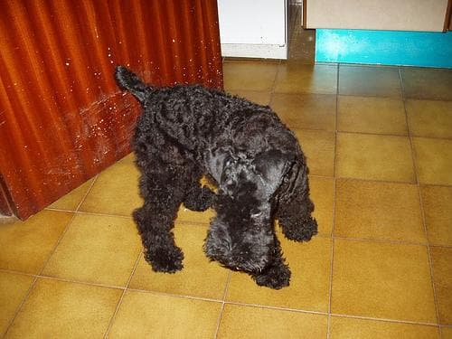Kerryblue Terrier