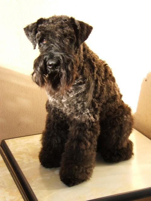 Kerryblue Terrier