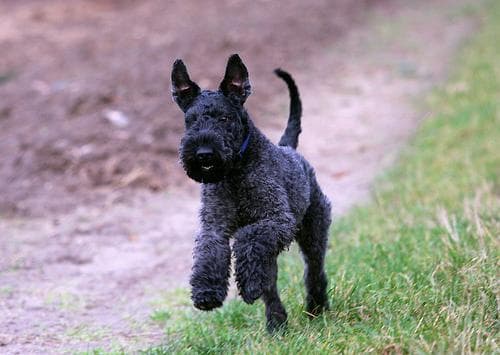 Kerryblue Terrier