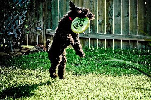 Kerryblue Terrier