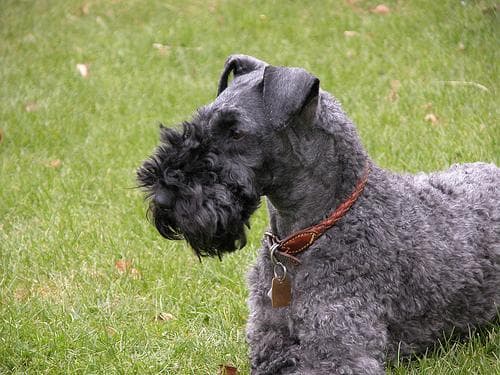 Kerryblue Terrier