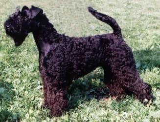 Kerryblue Terrier