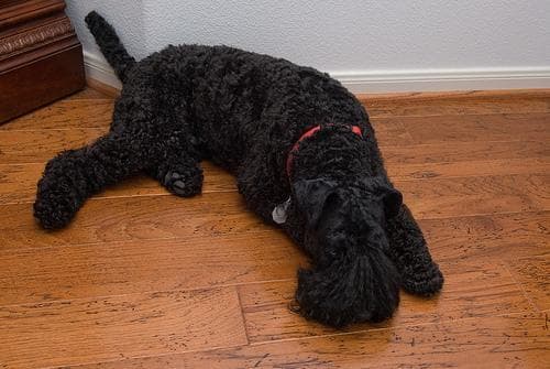Kerryblue Terrier