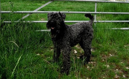 Kerryblue Terrier