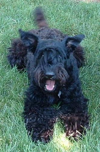 terrier