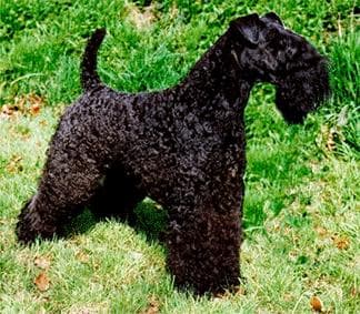 Kerryblue Terrier