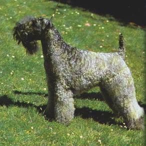 Kerryblue Terrier