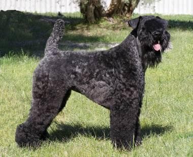 Kerryblue Terrier