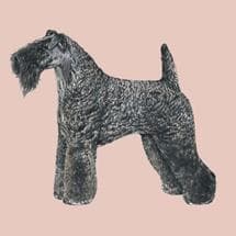 Kerryblue Terrier