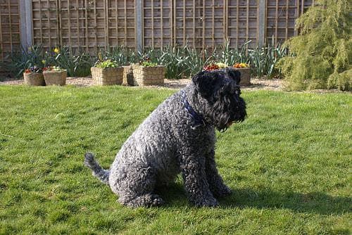 Kerryblue Terrier