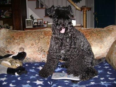 Kerryblue Terrier