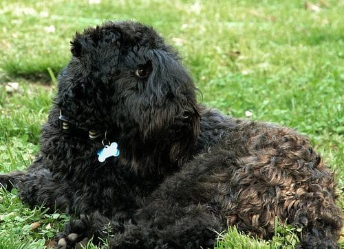 Kerryblue Terrier