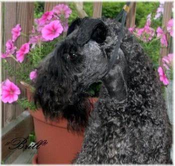 Kerryblue Terrier
