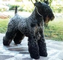 Kerryblue Terrier