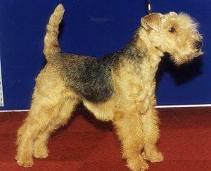 Kerryblue Terrier