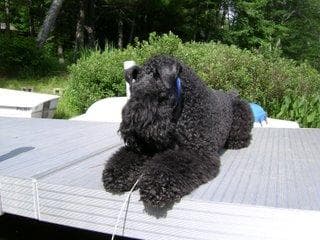Kerryblue Terrier