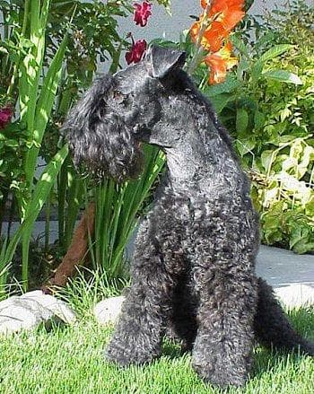Kerryblue Terrier
