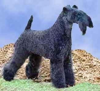 Kerryblue Terrier