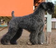 Kerryblue Terrier