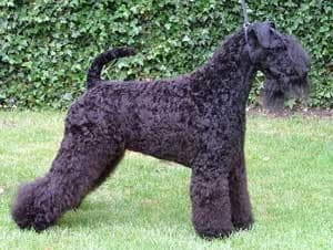 Kerryblue Terrier