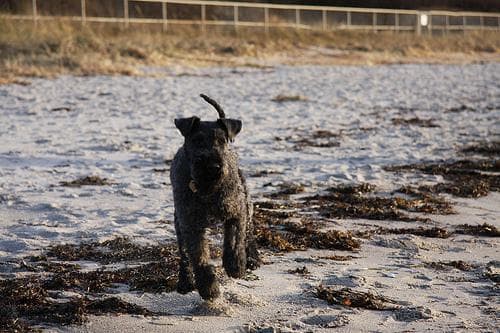 Kerryblue Terrier