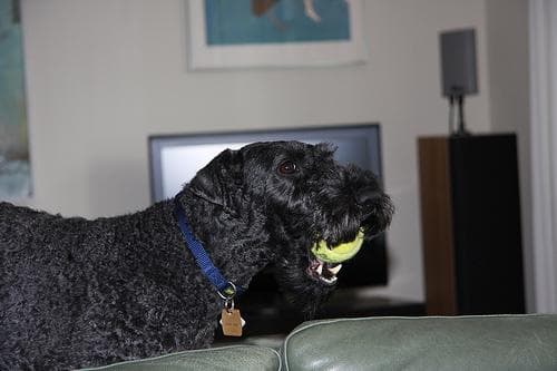 Kerryblue Terrier