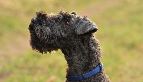 Kerryblue Terrier