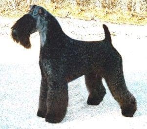 Kerryblue Terrier