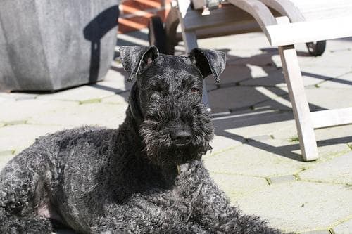 Kerryblue Terrier