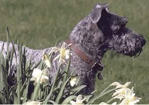 Kerryblue Terrier