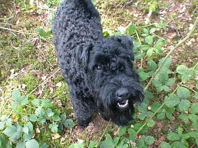 Kerryblue Terrier