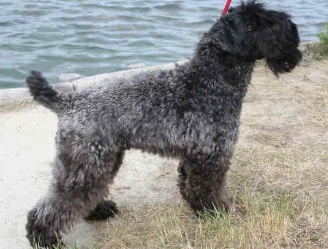 Kerryblue Terrier