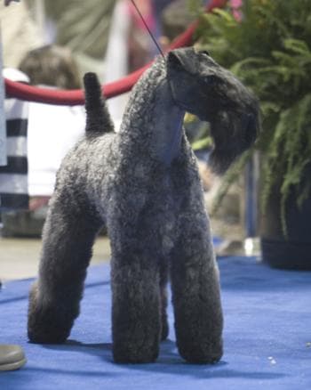 Kerryblue Terrier