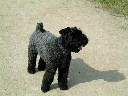 Kerryblue Terrier