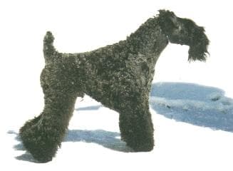 Kerryblue Terrier