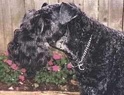 Kerryblue Terrier