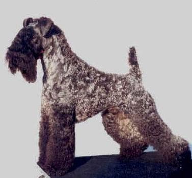 Kerryblue Terrier