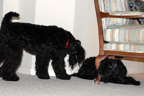 Kerryblue Terrier