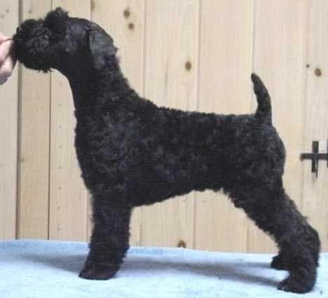 Kerryblue Terrier