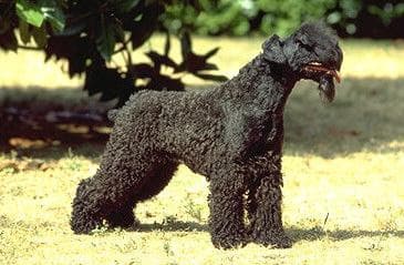 Kerryblue Terrier