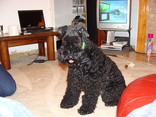 Kerryblue Terrier